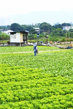 Cultivated land and farmer spraying 