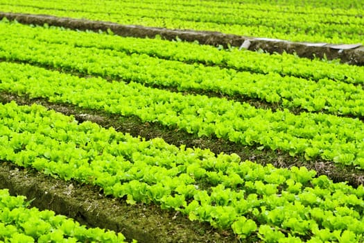 Cultivated land