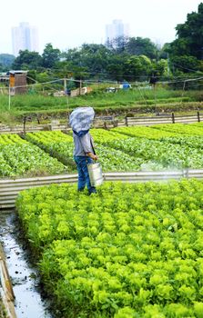 Cultivated land and farmer spraying 