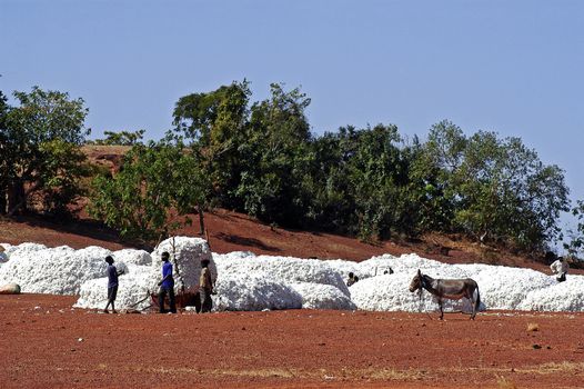 the cotton harvest by children in Burkina Faso