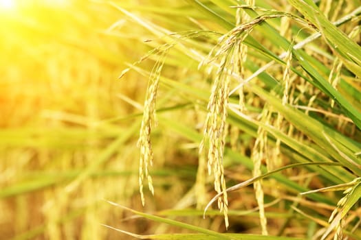 spike in thai farm rice near sunset