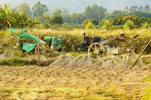 tractor on rice farm