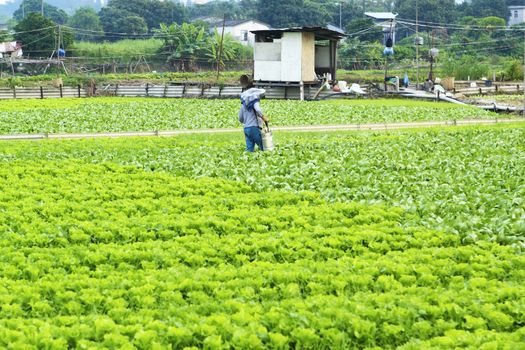 Cultivated land and farmer spraying 