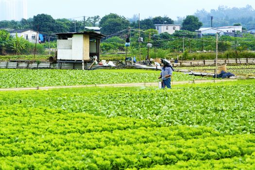 Cultivated land and farmer spraying 