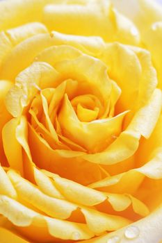 Yellow rose flower as close up 