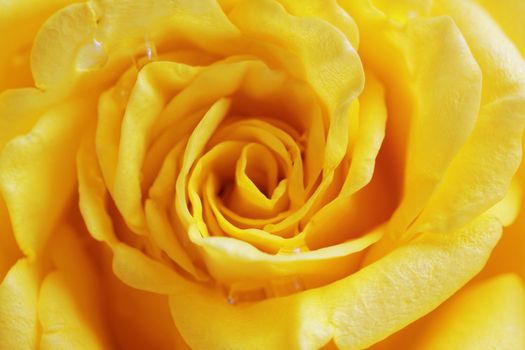 Yellow rose flower as close up 