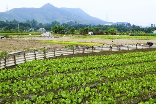 Cultivated land
