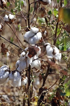 Cotton flowers in a field in Africa Burkina Faso