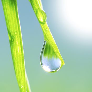 Fresh grass with dew drops close up