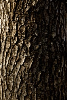 tree trunk closeup background wallpaper