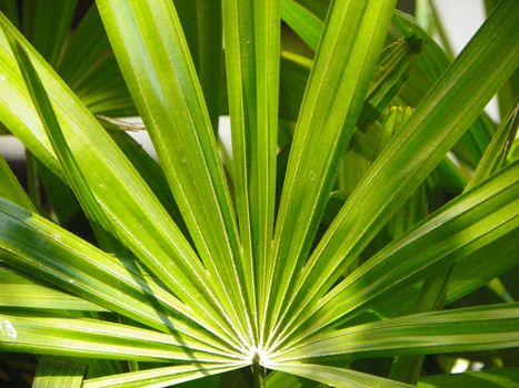 Green leaves