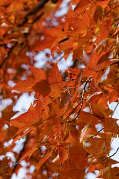 red leaves in autumn , hongkong