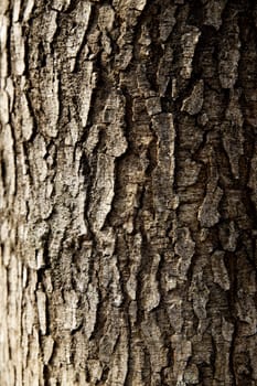 tree trunk closeup background wallpaper