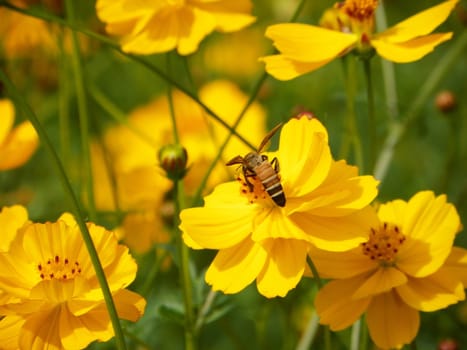 Yellow cosmos flowers