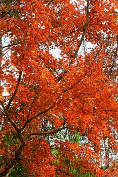red leaves autumn season paint