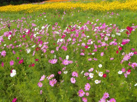 Purple cosmos flowers in garden