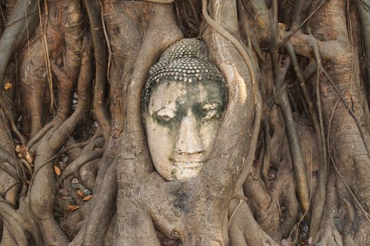 Head of Sandstone Buddha in The Tree Roots at Wat Mahathat, Ayutthaya, Thailand