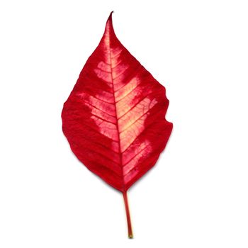 Red Christmas star Poinsettia Euphorbia pulcherrima flower leaf isolated over white background