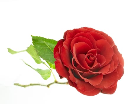 Red rose with leafs isolated on white