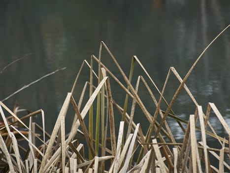 reeds in lake in the city park