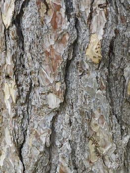 bark of tree macro, in city park