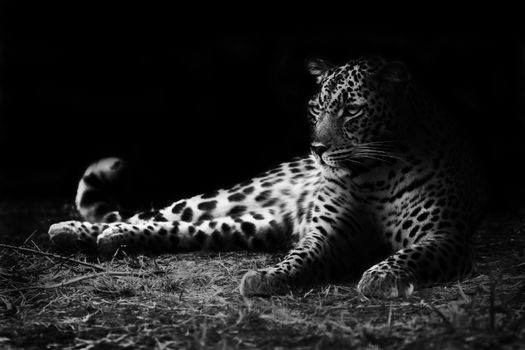 Black and white image of a leopard lying on the ground