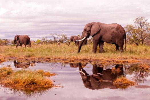 Wild African elephant herd feeding in the savannah