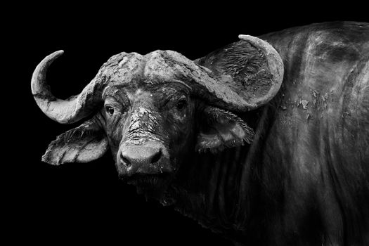 Artistic black and white image of a wild African buffalo