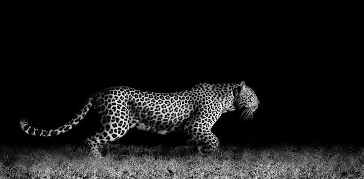 Black and white image of a wild African leopard stalking