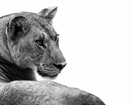 Lioness isolated on a white background