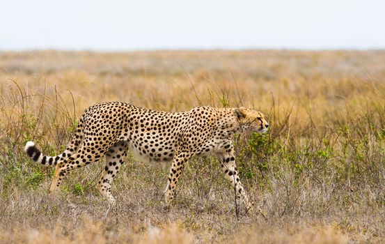 African cheetah walking in the wild