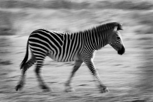 Wild zebra running across an Africanb plain using a motion blur technique