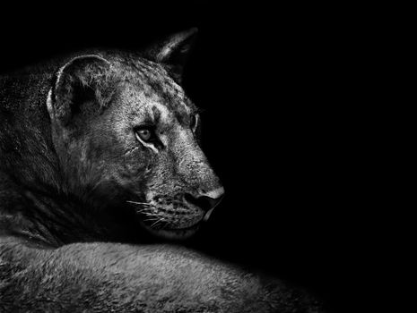 Artisitc black and white image of a lion close up