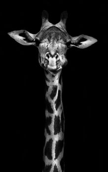 Creative black and whitw image of a thornycroft giraffe