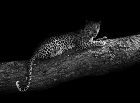 Black and white image of Leopard in a tree with an artistic edit