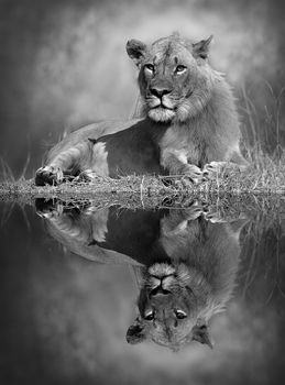 Black and white image with a reflection in the water