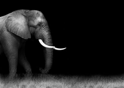 Wild African elephant in monochrome with copy space