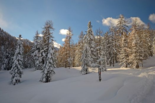 Winter landscape in the Alps after heavy snowfalls. Wide angle shot of larch trees covered by snow in a frozen environment