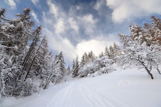 Winter landscape in the Alps after heavy snowfalls. Wide angle shot of larch trees covered by snow in a frozen environment