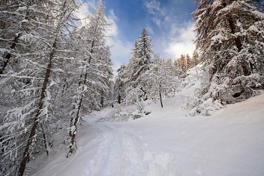 Winter landscape in the Alps after heavy snowfalls. Wide angle shot of larch trees covered by snow in a frozen environment