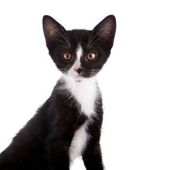 Black and white kitten. Curious kitten. Kitten on a white background. Small predator.