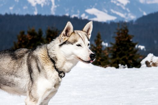 Portrait of Siberian Huskty dog in winter