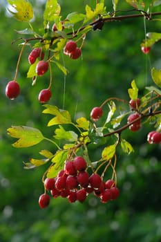 hawthorn on branch