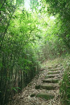 Green Bamboo Forest -- a path leads through a lush bamboo forest