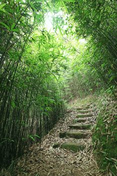 Green Bamboo Forest -- a path leads through a lush bamboo forest