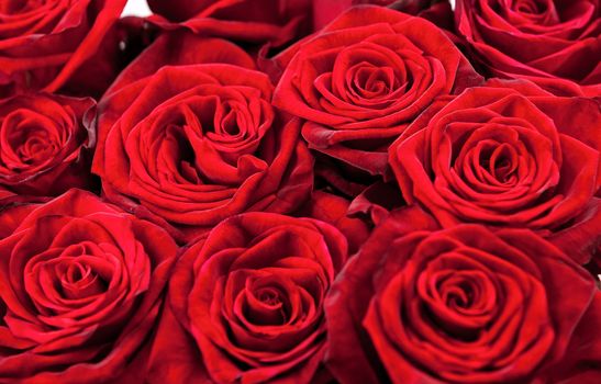 Closeup view of bunch of a red roses