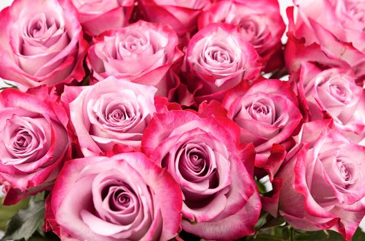 Closeup view of bunch of a pink roses