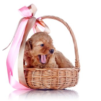 Puppy in a wattled basket with a bow. Puppy of a decorative doggie. Yawning puppy in a basket with a bow. Decorative dog. Puppy of the Petersburg orchid on a white background