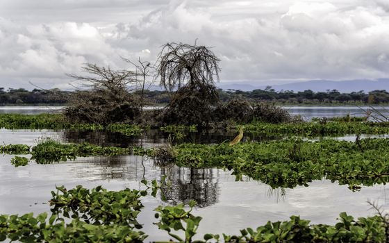 The naivasha lake where lot of wildlife lived in.