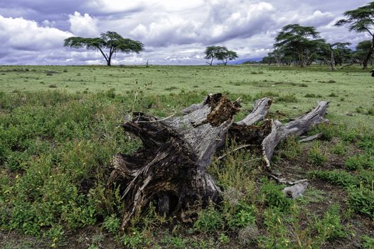 the death tree in Crescent island of Naivasha lake, Kenya.